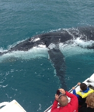 卡爾巴裏觀鯨遊船體驗