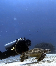 持證潛水員菲律賓阿尼洛Anilao潛水探險之旅