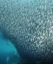 墨寶 PADI 五星潛水中心沙丁魚風暴船潛體驗
