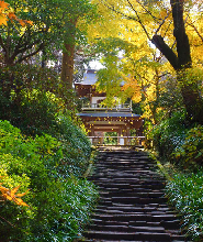 鎌倉禪宗寺廟 & 花園私人遊（含政府認證導遊）
