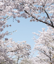 札幌全日櫻花導覽之旅