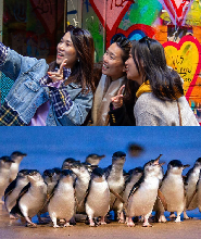 墨爾本魔幻城市探索 & 企鵝歸巢一日遊