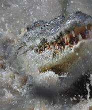 李治菲特國家公園、鱷魚遊船及日落之旅