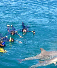 伯斯野外海豚共遊體驗