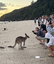 生態黎明袋鼠與牧人早餐體驗