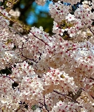 濟州櫻花之旅與海女表演