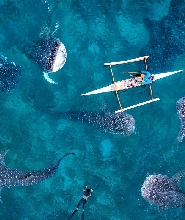 宿務普蘭塔西翁灣鯨鯊同遊探險