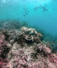 錫基霍爾島：自由潛水探險之旅，含午餐和海灘休閒時光