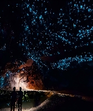 黃金海岸春溪國家公園&藍光螢火蟲夜遊(中文導遊）