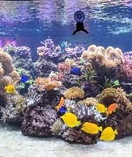 斯派爾 SEA LIFE 水族館門票