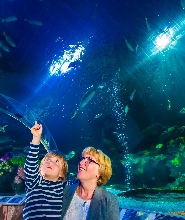 蒂門多爾費爾斯特蘭德 SEA LIFE 水族館門票