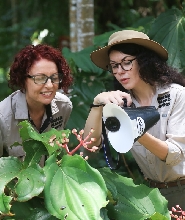 凱恩斯植物園晨間漫步攝影之旅