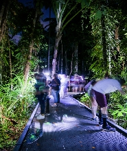 凱恩斯植物園夜間徒步攝影之旅