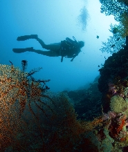 莫阿爾博阿爾珊瑚礁10次潛水方案 （PADI五星級潛水中心）