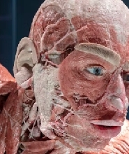 柏林BODY WORLDS身體世界博物館門票