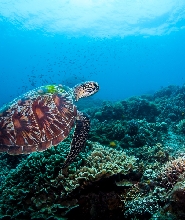 杜馬蓋地道因海洋保護區 PADI 五星潛水中心潛水體驗
