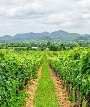 百拉烏瀑布及 Monsoon Valley 葡萄園之旅