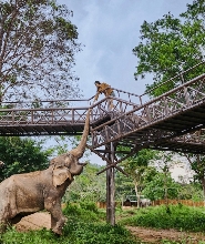 蘇梅島大象王國（Elephant Kingdom）體驗