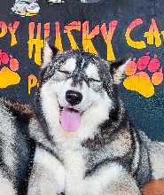 公主港Happy Husky Cafe