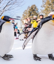 【札幌出發】北海道旭山動物園＆森林精靈露臺一日遊：企鵝散步＋四季彩雪樂園或夢幻點燈