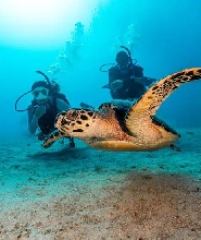 麥克坦島 PADI 五星潛水中心進階潛水員課程
