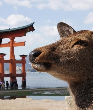 廣島 & 宮島巴士一日遊（含印度午餐）