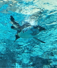 旭山動物園巴士一日遊 & 電視塔門票