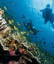 莫阿爾博阿爾高氧空氣潛水體驗（PADI五星級潛水中心）
