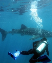 莫阿爾博阿爾進階潛水課程（PADI五星級潛水中心）