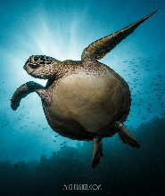 莫阿爾博爾海岸遇見海龜潛水體驗（PADI五星級潛水中心）