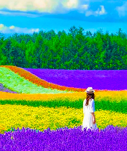 【札幌出發】富良野富田農場&四季彩之丘&青池&瀑布&拼布之路一日遊