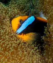 3天2夜跳島探險之旅：愛妮島至科隆或反向
