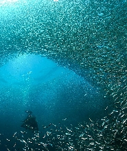 宿霧沙丁魚風暴潛水＆佩斯卡多爾島浮潛之旅