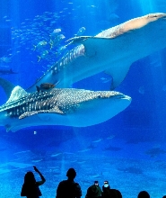沖繩美麗海水族館＆古宇利島一日遊