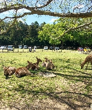 京都奈良公園&春日大社半日觀光遊