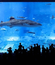 沖繩北部/中部/南部一日遊