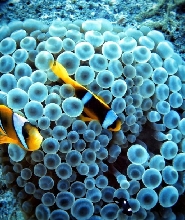 赫爾格達橘子灣半日私人快艇之旅