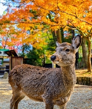奈良&京都導覽巴士之旅