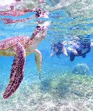 沖繩宮古島海龜浮潛半日體驗