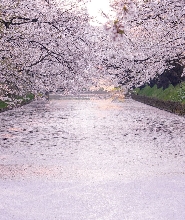 青森一日遊: 奧入瀨溪流&八甲田山&高山稻荷神社&弘前公園&種差海岸