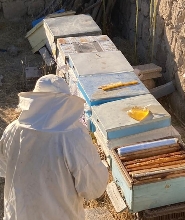 卡帕多西亞養蜂體驗及蜂蜜品嚐