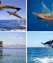 錫德海豚島遊船之旅（含午餐和軟性飲料）