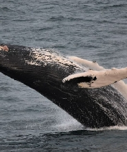 賞鯨之旅（雷克雅維克出發）