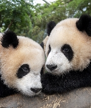 龍仁愛寶樂園門票