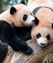 愛寶樂園接駁專車：快速通關直達熊貓世界 (活動至 3/31)