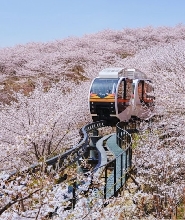 和談林, 草莓採摘, 華城行宮, 濟扶島纜車