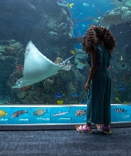 加州太平洋水族館門票