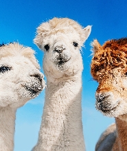 首爾包車前往首爾市區 / 首爾郊區 / 江原道（南怡島 / 草泥馬樂園 / 束草）