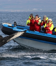 胡薩維克出發| 原創大型賞鯨與海鸚 RIB 快艇之旅