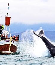 胡薩維克傳統賞鯨之旅